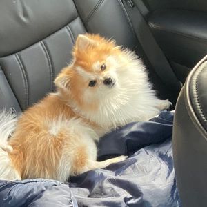 Meet your Posher, Dora